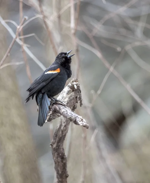 Agelaius Phoeniceus Una Especie Ave Paseriforme Familia Icteridae —  Fotos de Stock