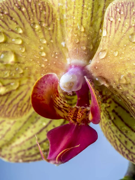 Phalaenopsis Güve Orkidesi Olarak Bilinir Bahçıvanlık Mesleğinde Phal Kısaltmasıdır — Stok fotoğraf