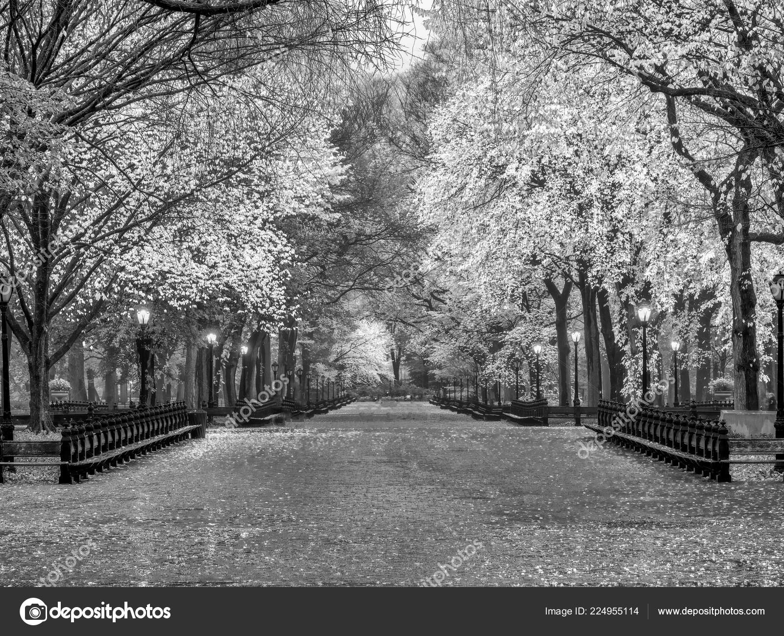 Central Park Mall Walkway Middle Autumn — Stock Photo © johnanderson  #224955114, image size:1600x1298