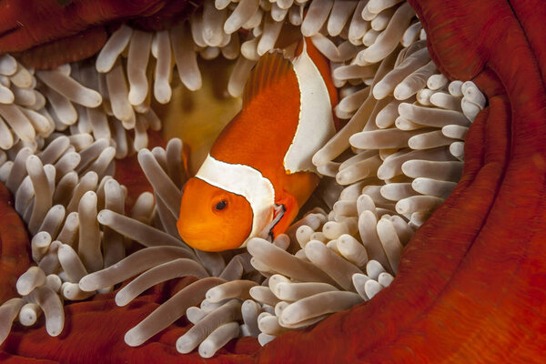 tomato clownfish,Amphiprion frenatus,is a species of marine fish in the family Pomacentridae,