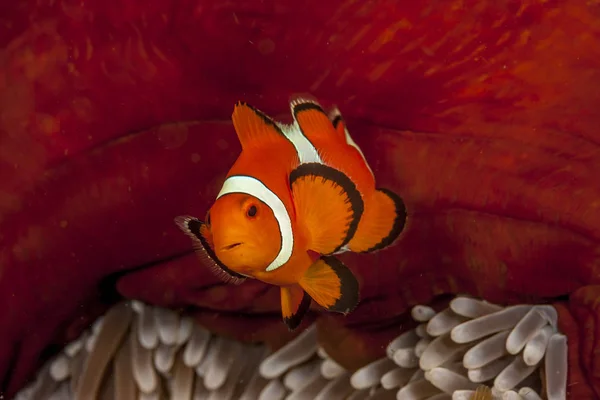 Tomat Clownfisk Amphiprion Frenatus Marin Fiskart Familjen Frökenfiskar — Stockfoto