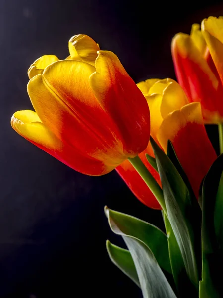 Tulpan Tulipa Bildar Ett Växtsläkte Våren Blommande Fleråriga Örtartade Bulbiferous — Stockfoto