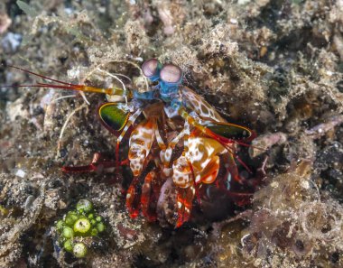 Tavus kuşu Peygamber devesi karidesi bilinen Odontodactylus scyllarus, büyük bir peygamber devesi karides mi
