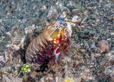 Tavus kuşu Peygamber devesi karidesi bilinen Odontodactylus scyllarus, büyük bir peygamber devesi karides mi