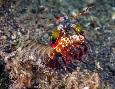 Tavus kuşu Peygamber devesi karidesi bilinen Odontodactylus scyllarus, büyük bir peygamber devesi karides mi