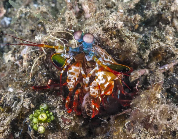 Odontodactylus Scyllarus Bekannt Als Pfauenmantis Garnele Ist Eine Große Gottesanbeterin — Stockfoto