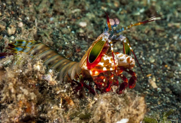 Odontodactylus scyllarus, known as the peacock mantis shrimp, is a large mantis shrimp
