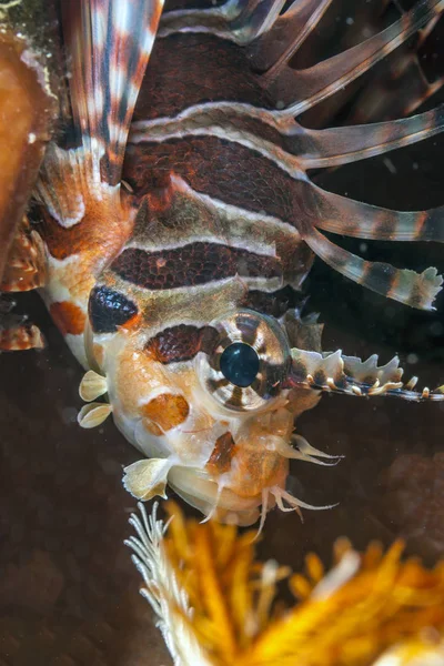 Pterois Zehirli Deniz Balıkları Lionfish Bilinen Bir Cinsidir — Stok fotoğraf