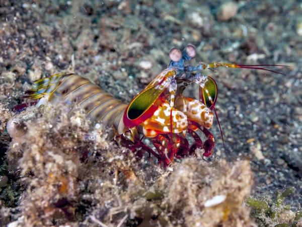 Tavus Kuşu Peygamber Devesi Karidesi Bilinen Odontodactylus Scyllarus Büyük Bir — Stok fotoğraf