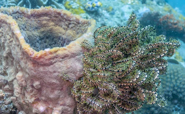 Crinoids Jsou Mořští Živočichové Které Tvoří Třída Crinoidea — Stock fotografie