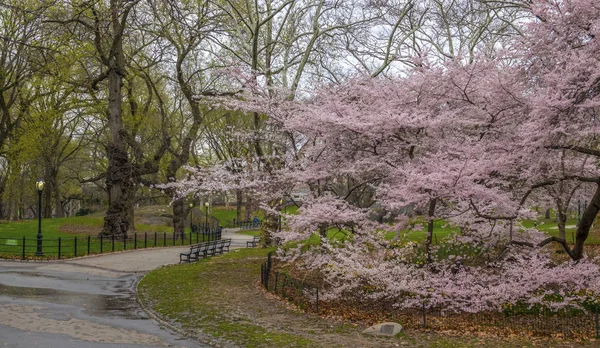 Central Park Manhattan Nueva York Primavera — Foto de Stock