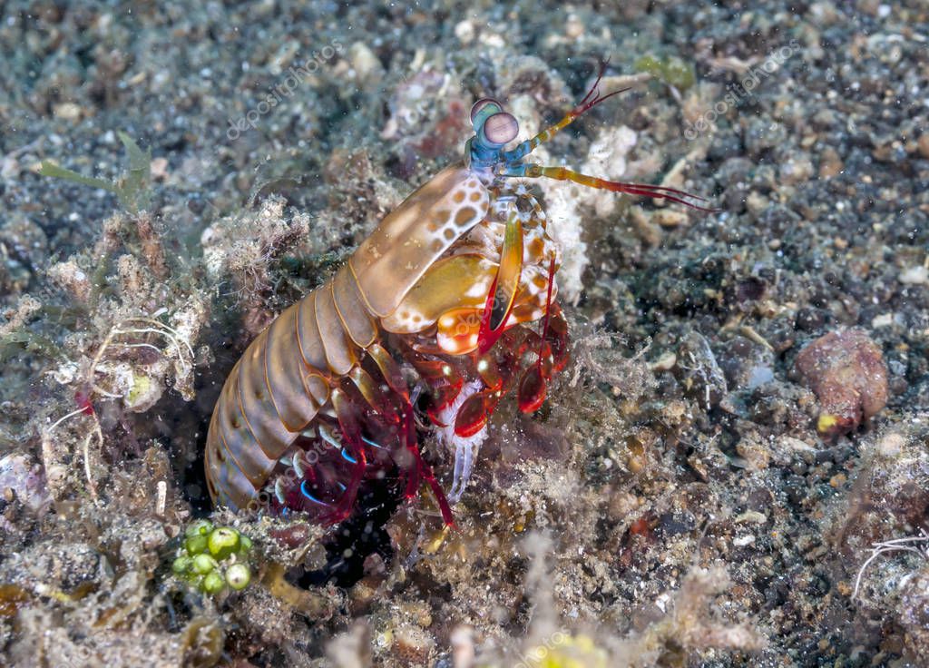 Odontodactylus scyllarus, conocido como el camarón mantis del pavo real ...