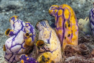 Polycarpa aurata, olarak da bilinen öküz kalp ascidian, altın-ağız deniz su veya mürekkep-spot deniz squirt