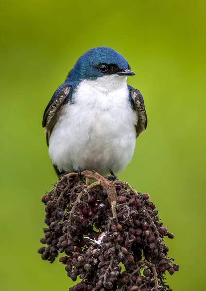 Tachycineta Bicolor Una Especie Ave Migratoria Familia Hirundinidae —  Fotos de Stock