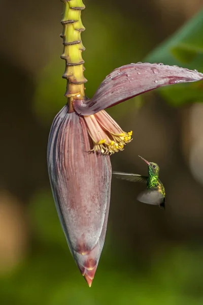 Blue Chinned Sapphire Chlorestes Notata Hummingbird — Stock Photo, Image