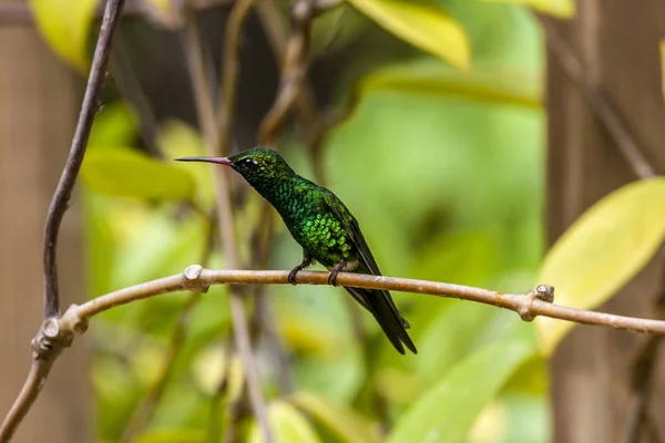 Blue Chinned Sapphire Chlorestes Notata Hummingbird — Stock Photo, Image