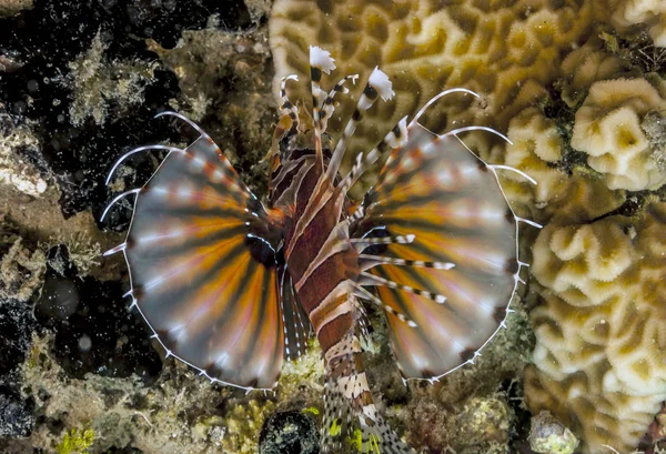 Lionfish Largo Costa Bali Subaquático — Fotografia de Stock