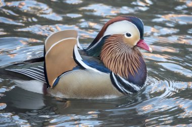  Mandarin ördeği, Aix galericulata Doğu Asya'da bulunan bir perching ördek türdür.