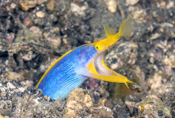 鳗鱼是鳗鱼中的一种 它也被称为叶鼻鳗鱼 Leaf Nosed Moray 或贝类鳗鱼 Bernis Eel — 图库照片