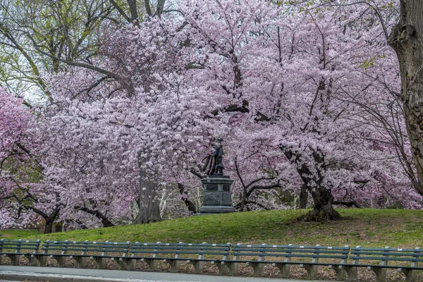 Central Park New York City Het Voorjaar — Stockfoto