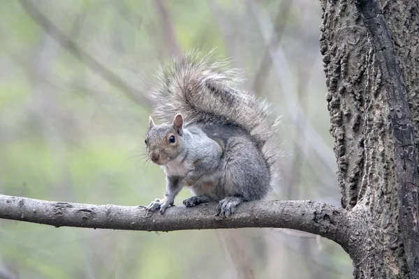 Sciurus Carolinensis Κοινή Ονομασία Ανατολικός Γκρίζος Σκίουρος — Φωτογραφία Αρχείου