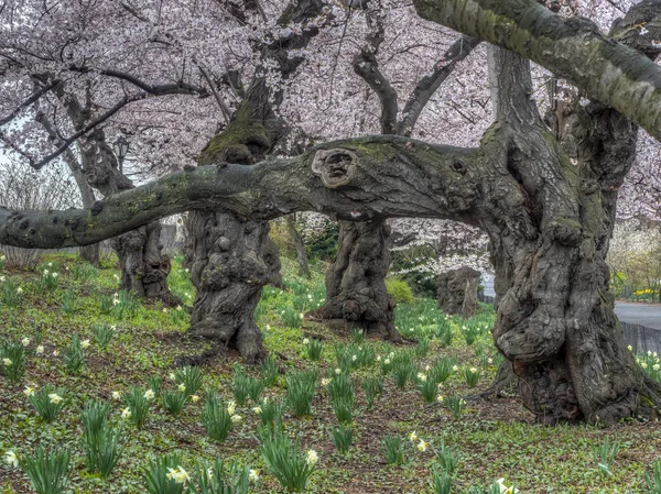 Central Park Manhattan New York City Het Voorjaar — Stockfoto