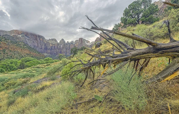 Zion Nationalpark Ist Ein Amerikanischer Nationalpark Südwestlicher Utah Der Nähe — Stockfoto