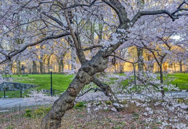 Central Park, Manhattan, New York Baharda