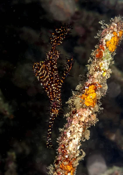 Solenostomus Noto Anche Come Pesci Pipa Fantasma Falsi Pesci Pipa — Foto Stock