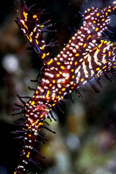 Solenostomus Auch Geisterpfeifenfische Falsche Seenadeln Oder Röhrenmundfische Genannt Ist Eine — Stockfoto