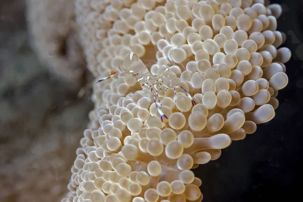 Anemone Shrimp Close Underwater Coast Bali — Stock Photo, Image