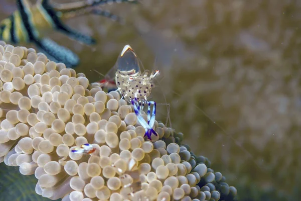 Анемона Креветки Тісному Вгору Підводні Узбережжя Балі — стокове фото