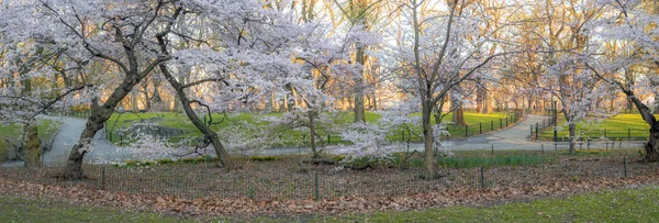 Central Park Manhattan Nova Iorque Primavera — Fotografia de Stock