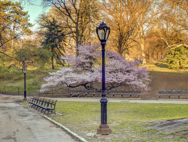 Central Park Manhattan New York City Våren — Stockfoto