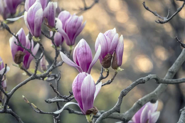 Magnolia Soulangeana Блюдце Магнолия Является Гибридным Растением Роде Magnolia Семьи — стоковое фото