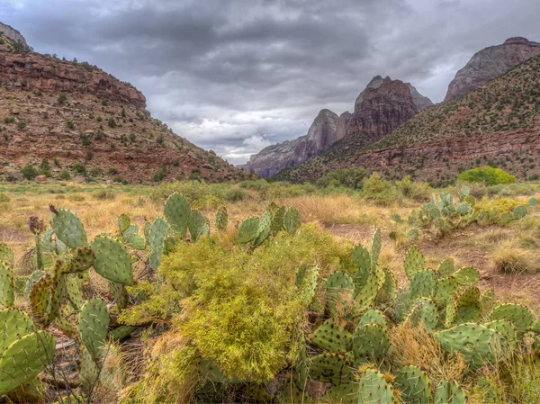 Zion National Park Amerikansk Nationalpark Sydvästra Utah Nära Staden Springdale — Stockfoto