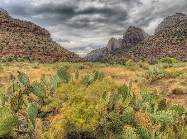 Zion National Park Güneybatı Utah Springdale Şehir Bulunan Bir Amerikan — Stok fotoğraf