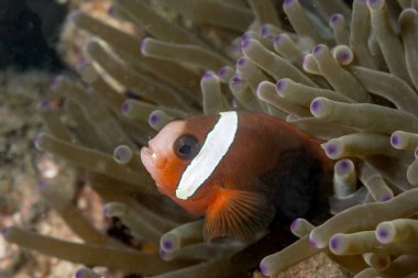 domates palyaço balığı, Amphiprion frenatus, deniz balıkları Pomacentridae ailesindeki familyasından bir,