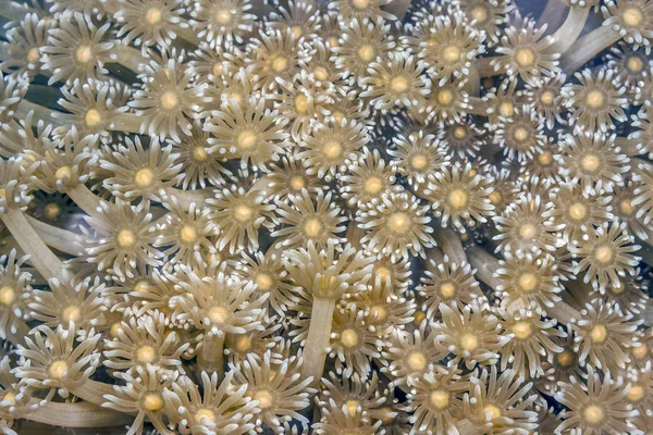 Xeniidae Una Familia Corales Blandos Del Orden Alcyonacea — Foto de Stock