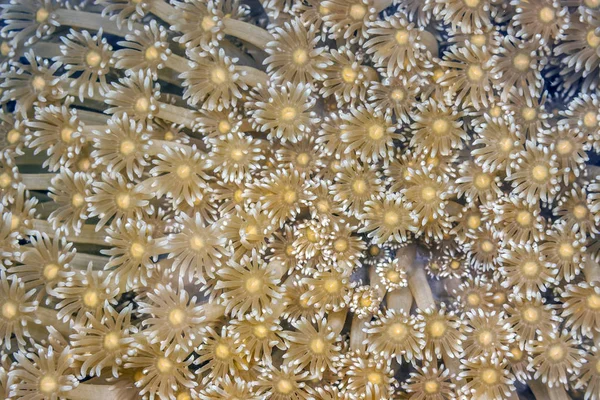Xeniidae Family Soft Coral Order Alcyonacea — Stock Photo, Image