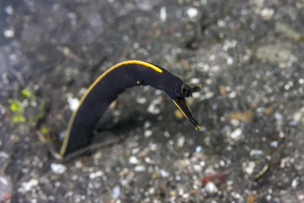 Juvenile Ribbon Eel Rhinomuraena Quaesita Also Known Leaf Nosed Moray — Stock Photo, Image