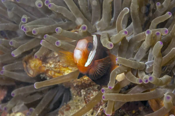 Tomat Clownfisk Amphiprion Frenatus Marin Fiskart Familjen Frökenfiskar — Stockfoto