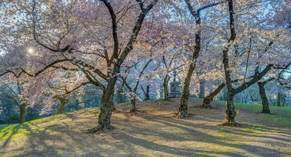 Central Park Manhattan Nueva York Primavera —  Fotos de Stock