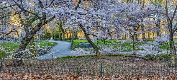 Central Park Manhattan New York City Het Voorjaar — Stockfoto