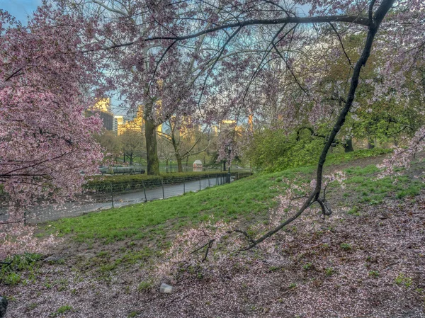 Central Park Μανχάταν Νέα Υόρκη Την Άνοιξη — Φωτογραφία Αρχείου