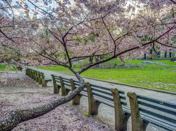 Central Park Manhattan Nueva York Primavera — Foto de Stock