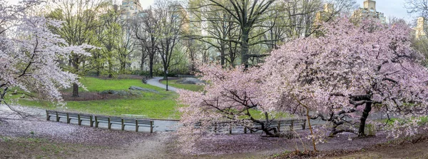 Central Park Manhattan New York City Het Voorjaar — Stockfoto