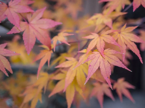 Central Park Manhattan New York City Herfst — Stockfoto