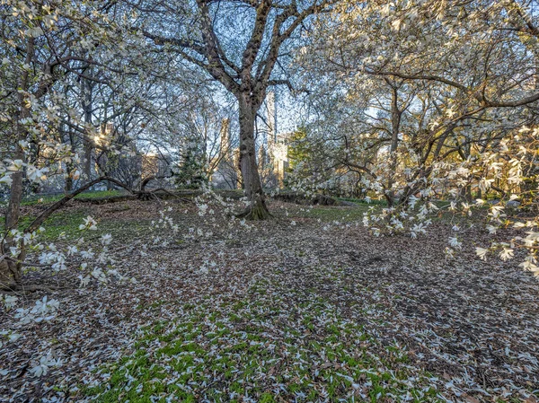 Central Park Μανχάταν Νέα Υόρκη Την Άνοιξη — Φωτογραφία Αρχείου