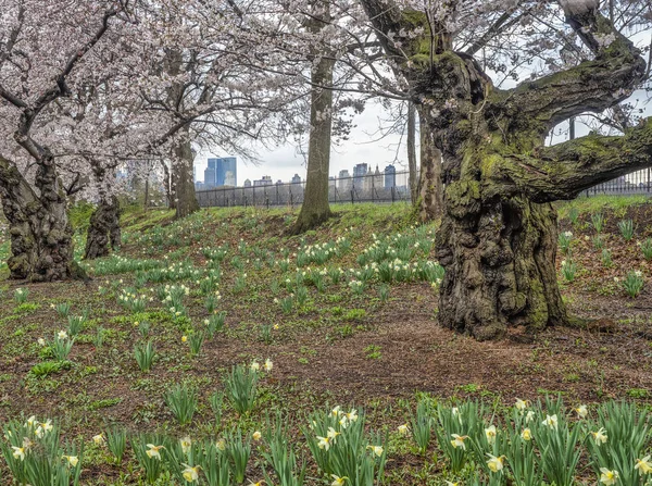 Central Park Manhattan New York City Het Voorjaar — Stockfoto